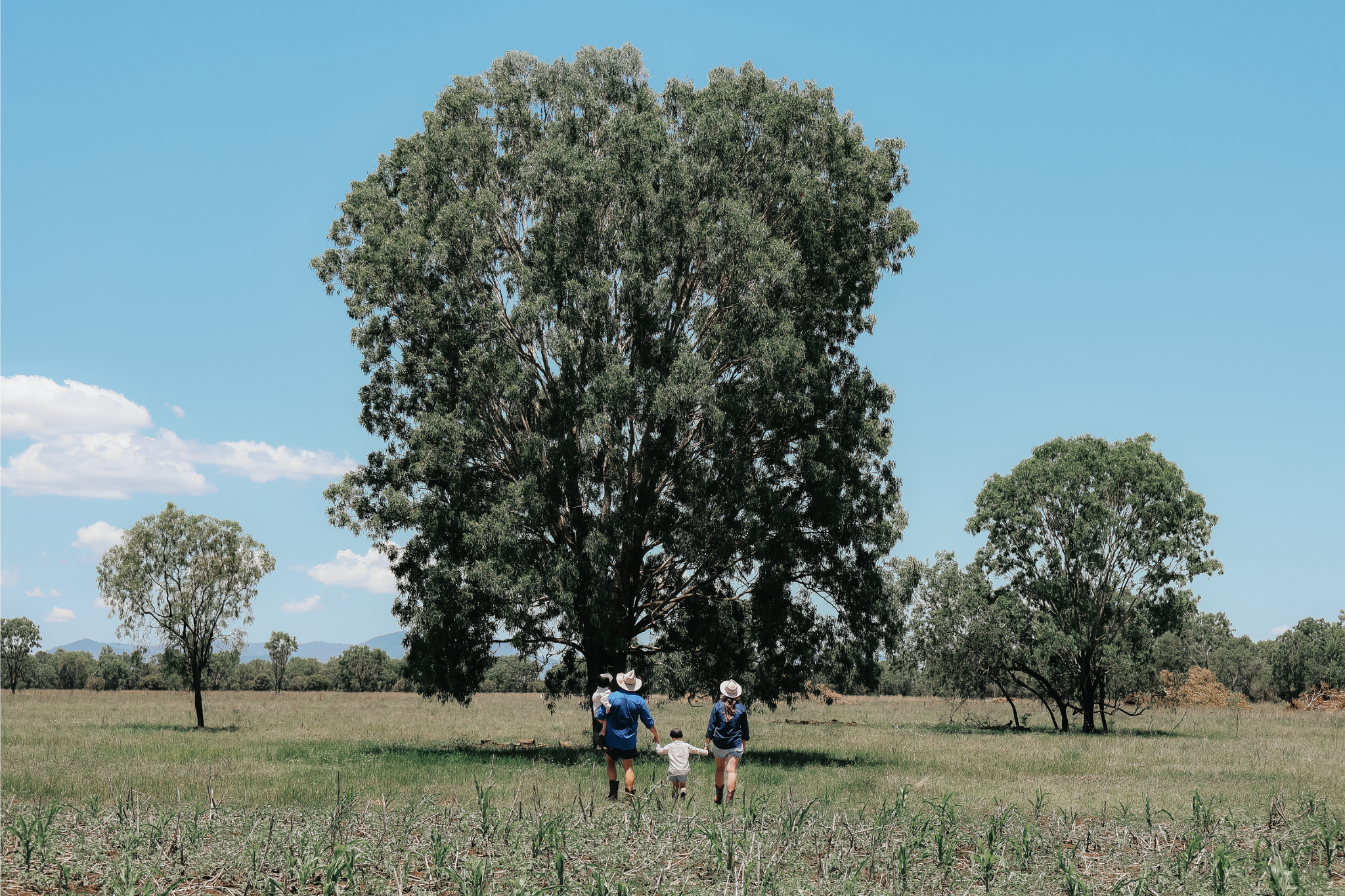 Saltwater Beef paddocks, where the cattle are raised, beef tallow skincare