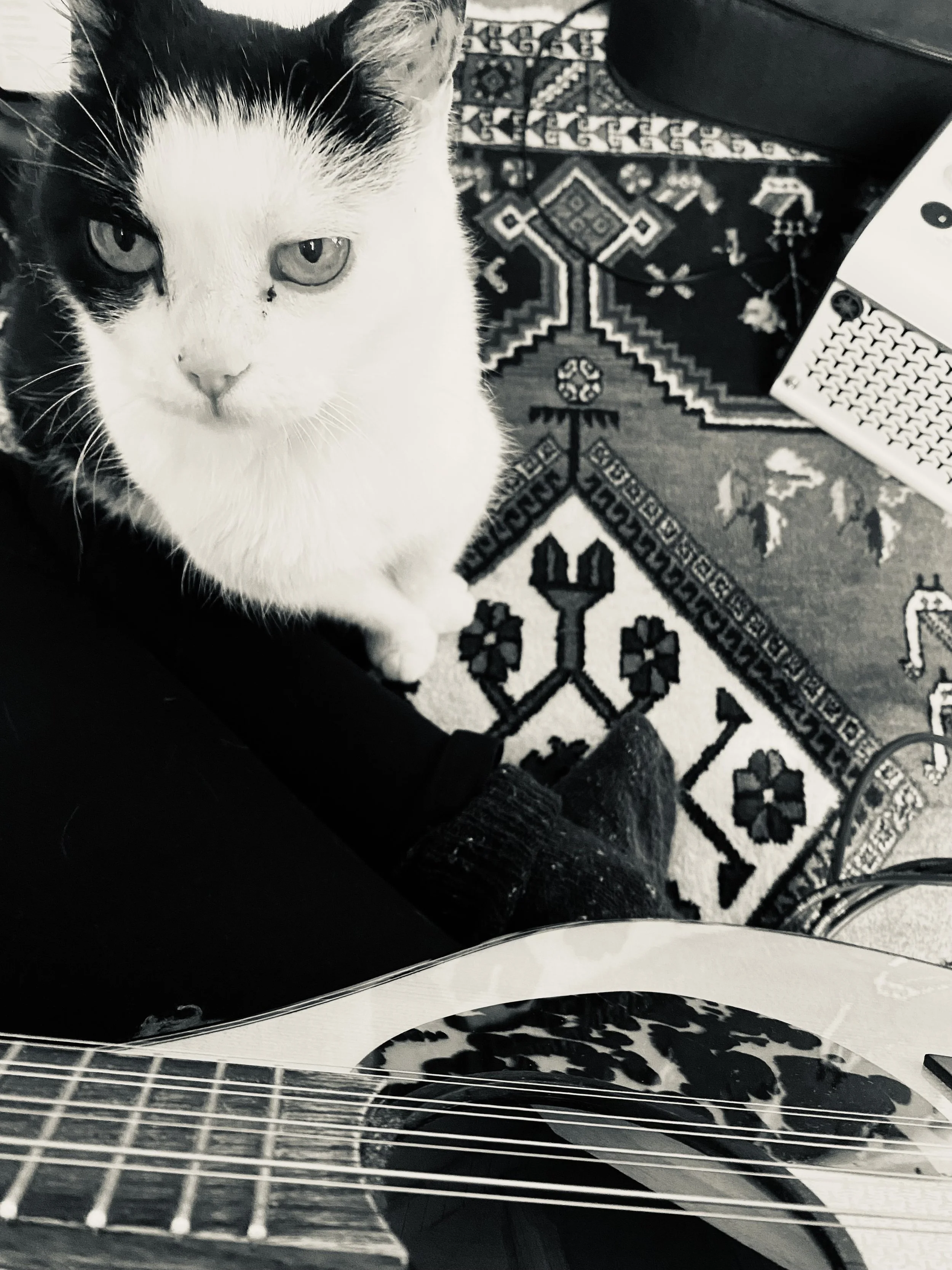 Schwarz-weiße Katze sitzt auf einem Teppich mit geometrischen Mustern neben einer Irish Bouzouki.