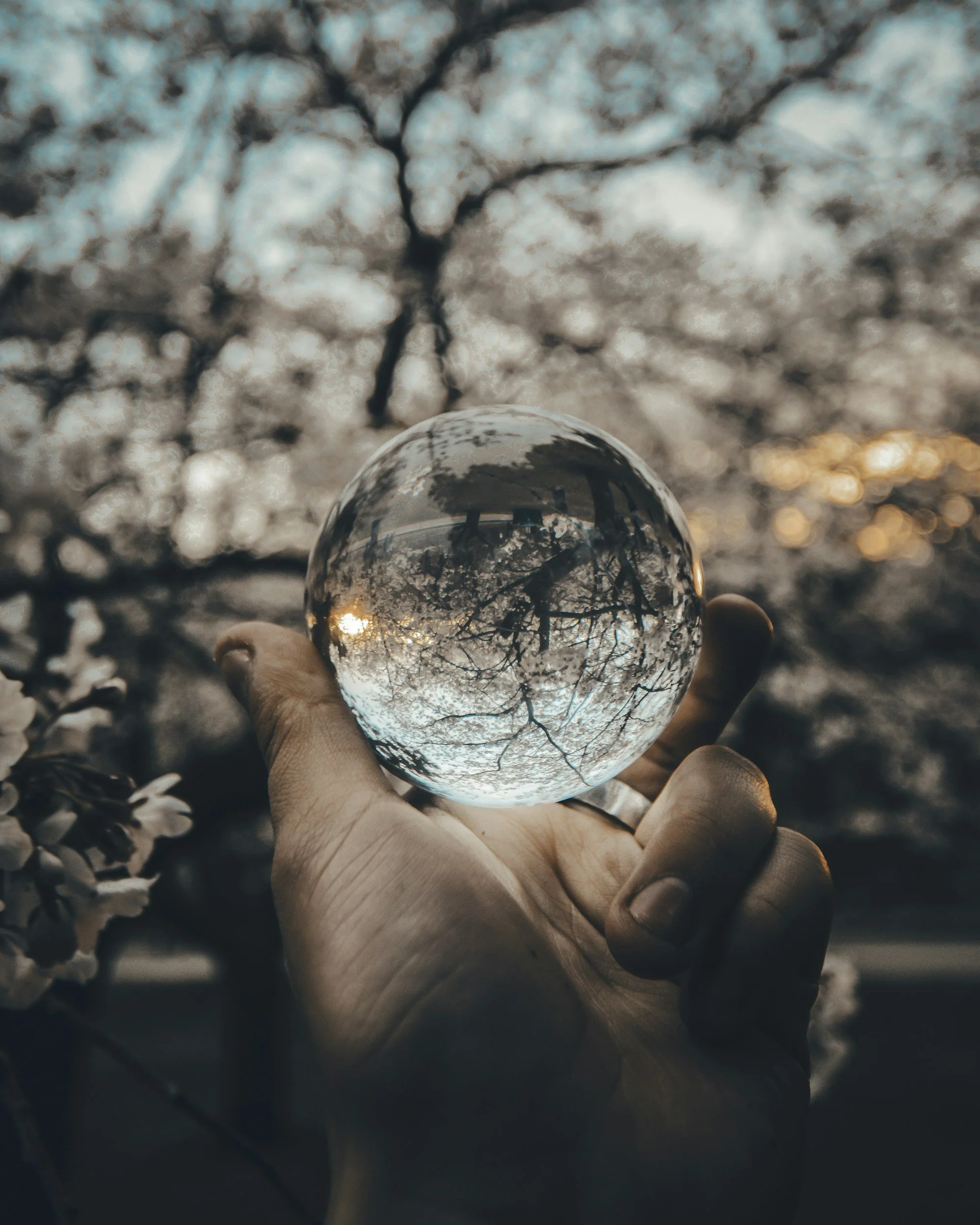 Person holding a clear glass sphere reflecting tree branches and the sky with a background of blooming white flowers.
