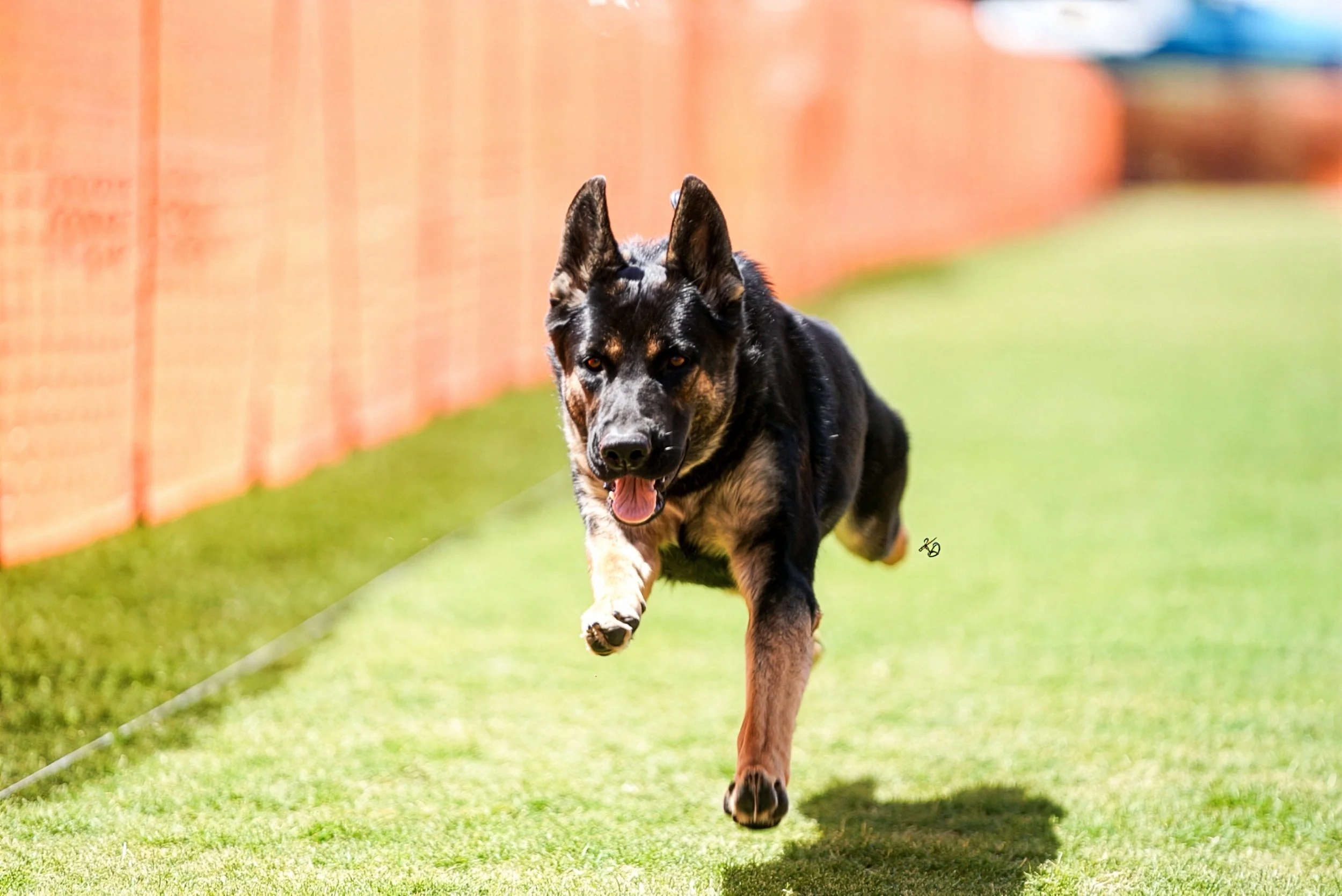 German Shepherd.jpg