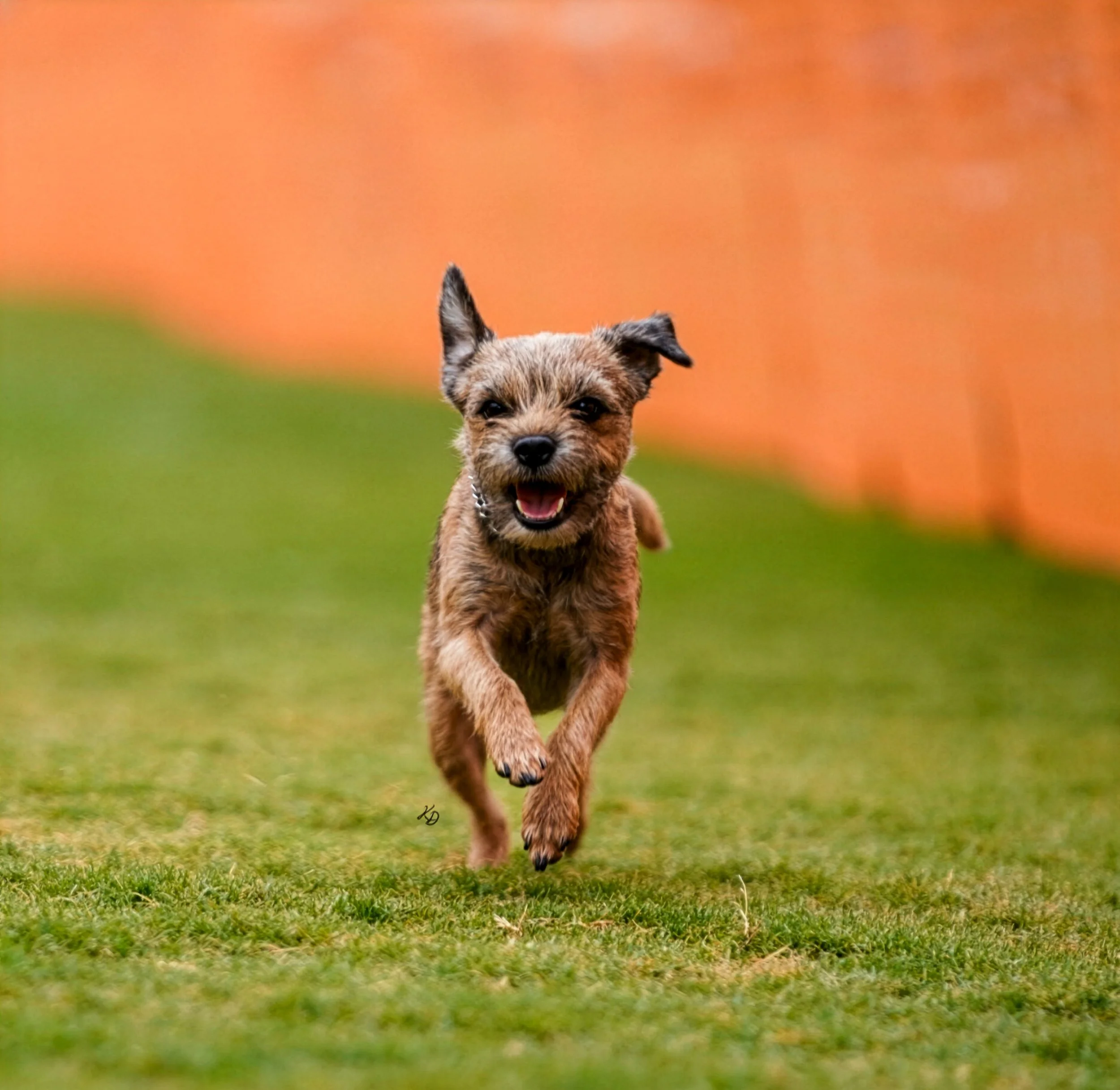 Border Terrier.jpg