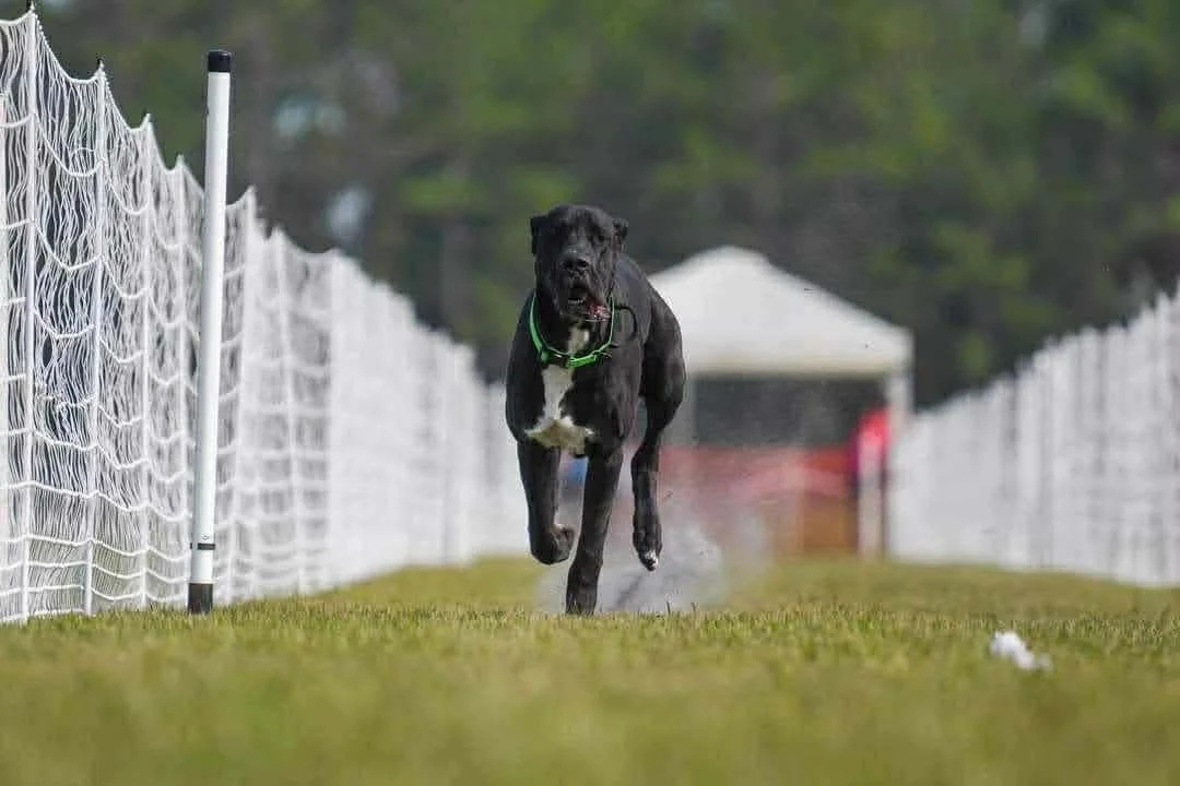 Black dog running on a grassy field along a white fence with a small building in the background.