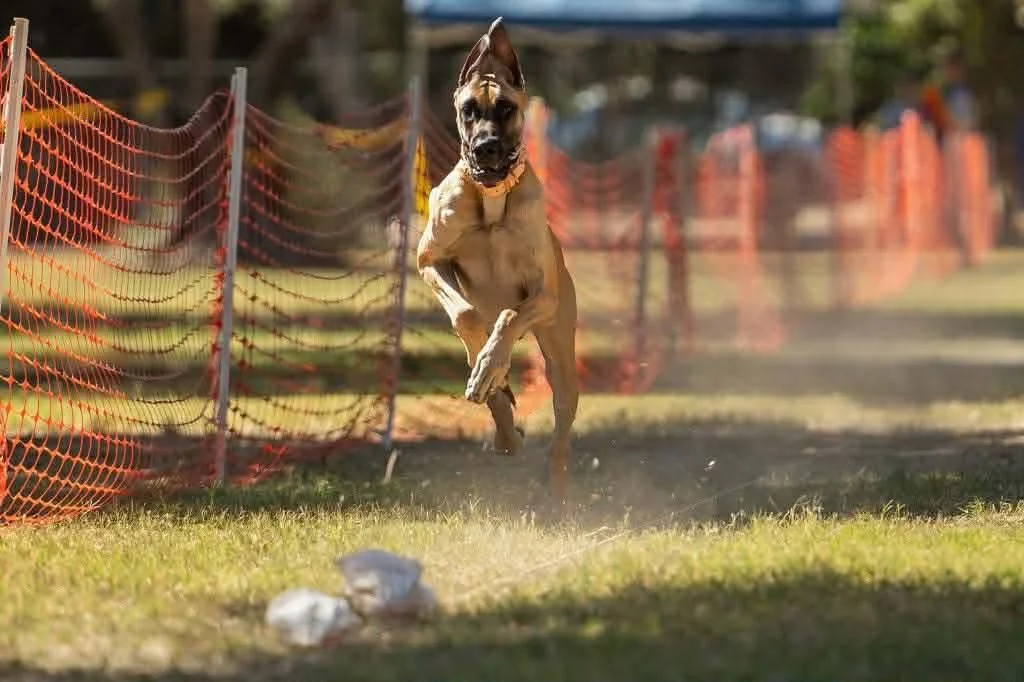 A dog running on grass in a fenced outdoor area with orange safety netting.