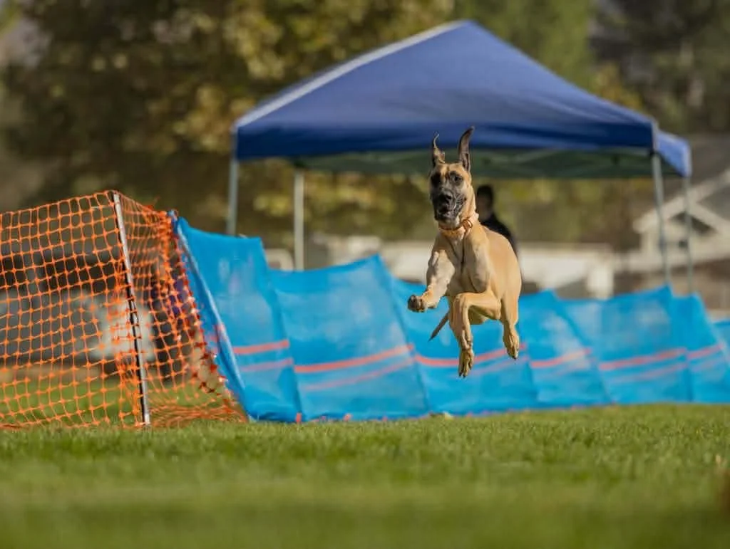 A dog jumping in the air during a dog race or agility event on a grassy field, with blue barriers, orange fencing, and tents in the background.