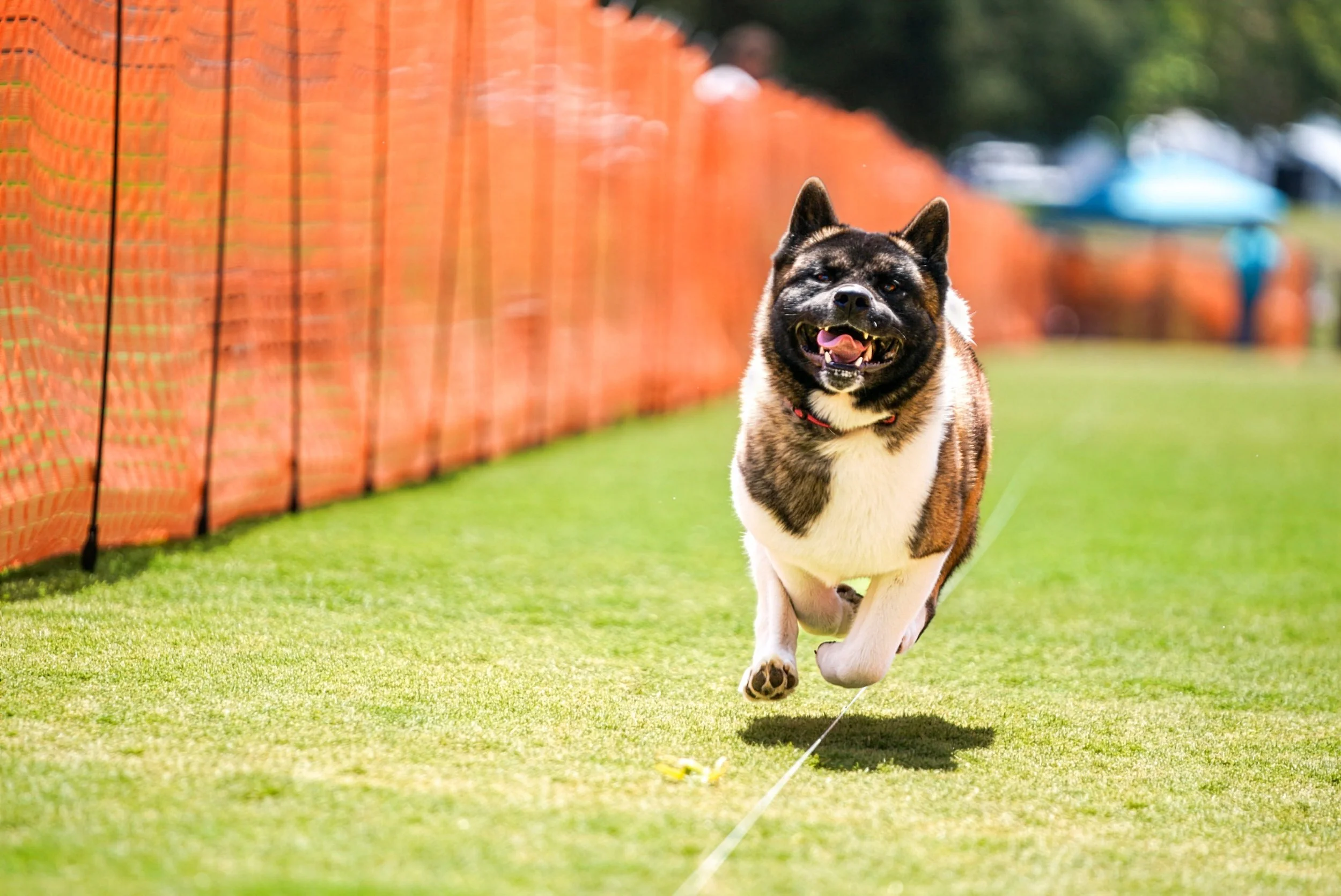 Akita.jpg