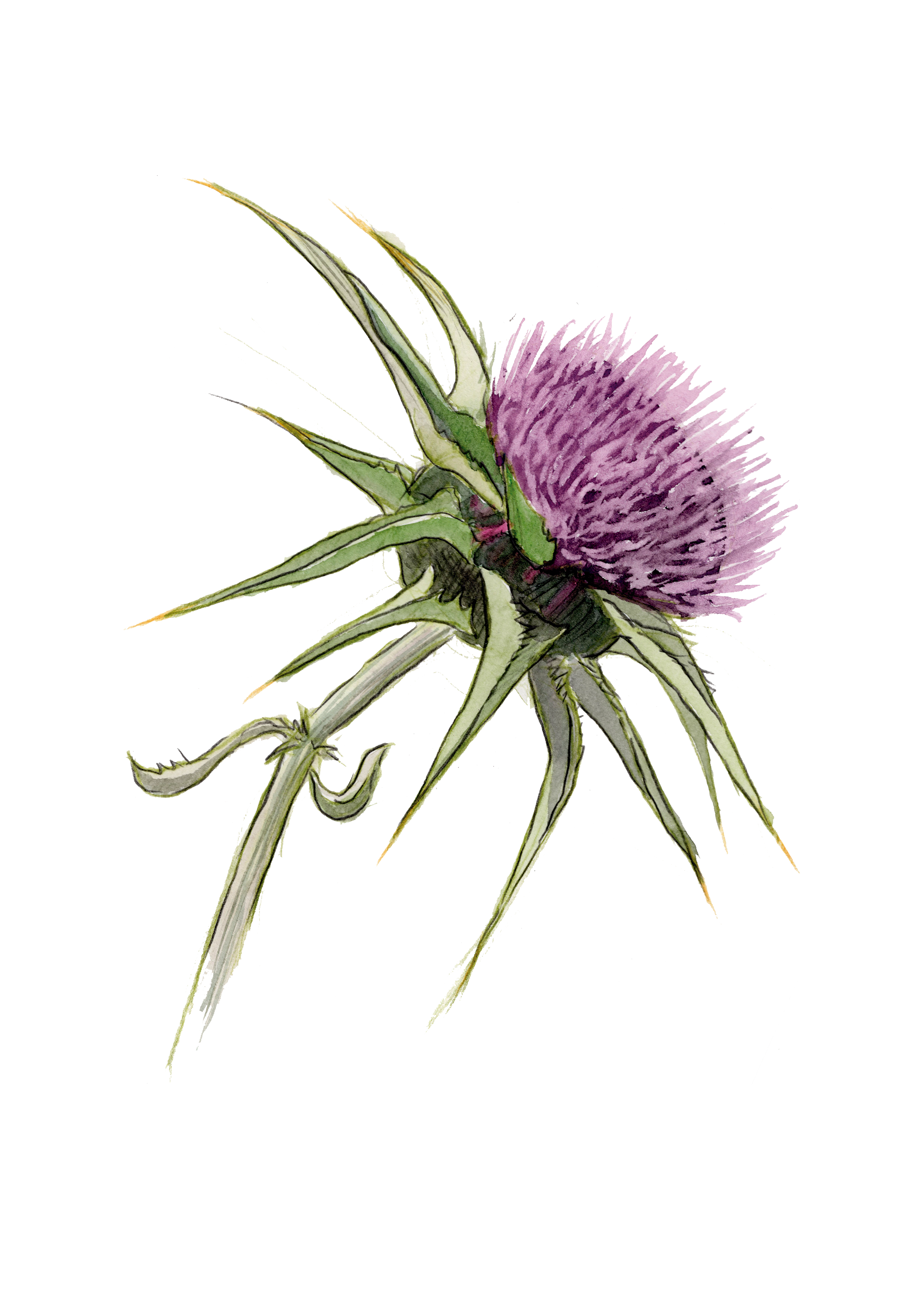 SILYBUM  MARIANUM