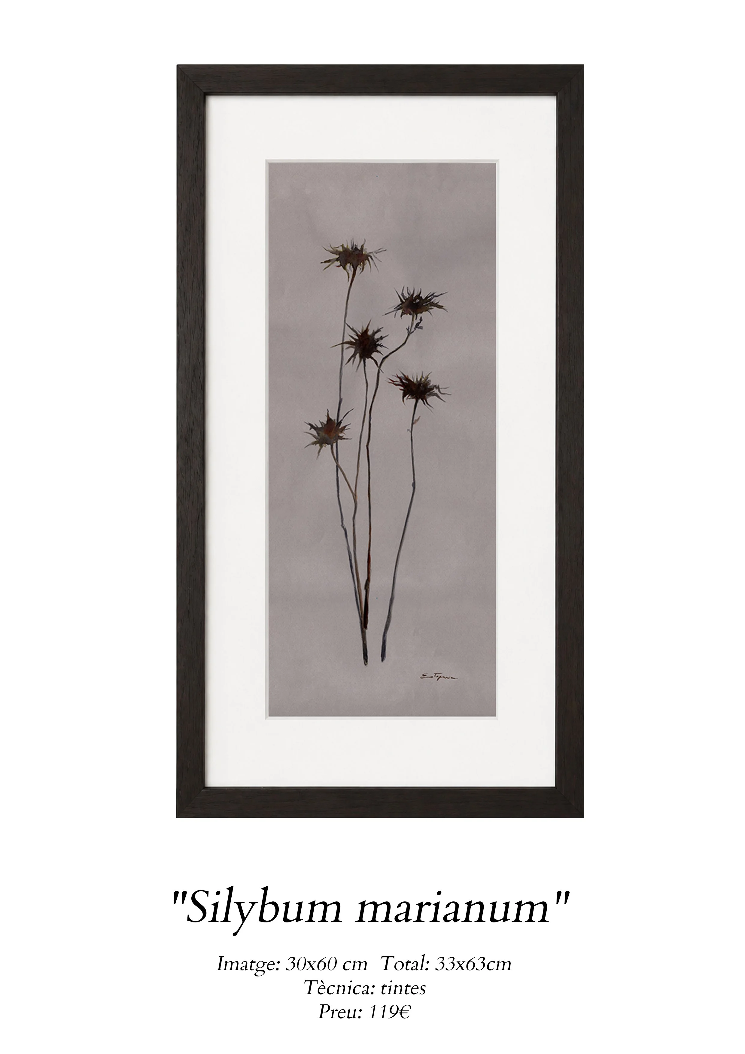 web galeria_0002_Silybum marianum.jpg