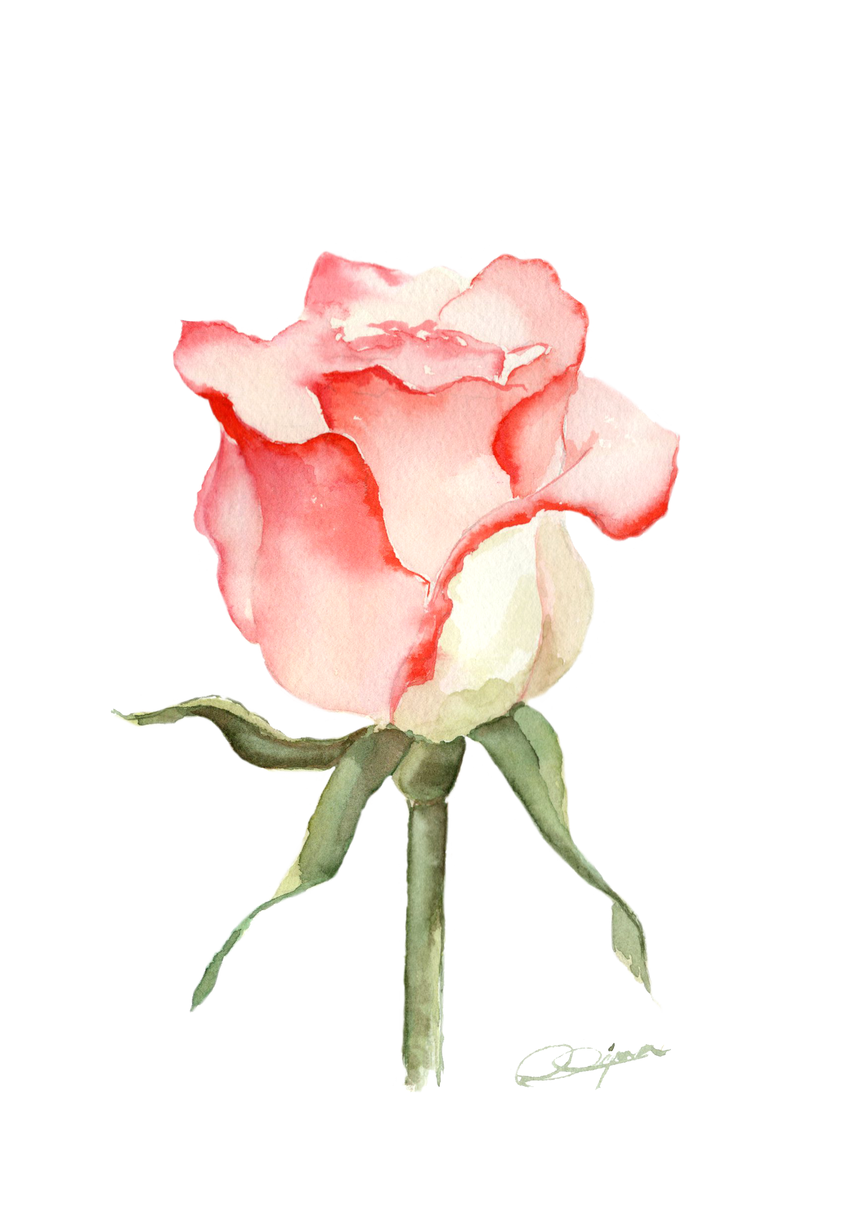 LA ROSA