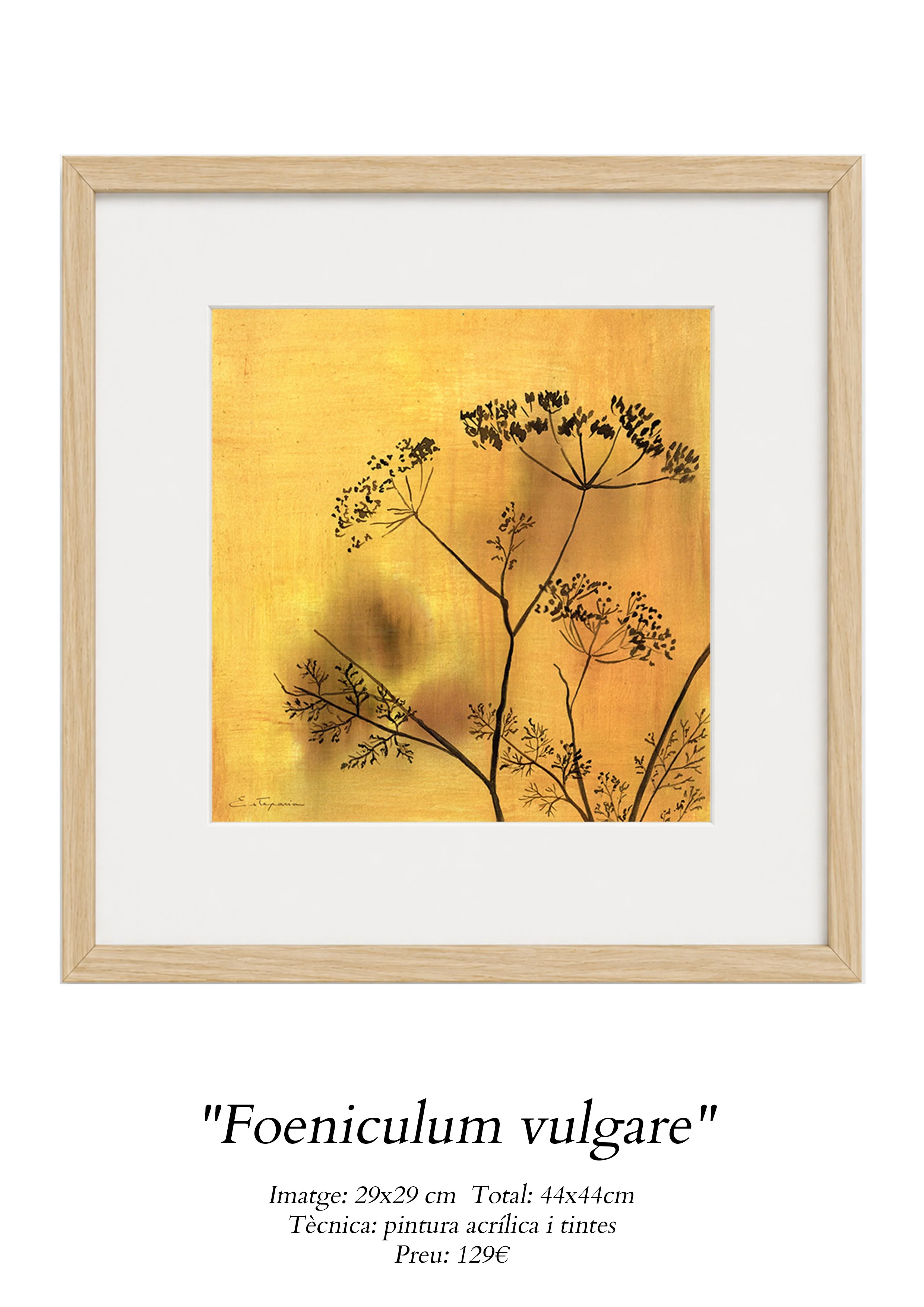 web galeria_0000_Foeniculum vulgare.jpg