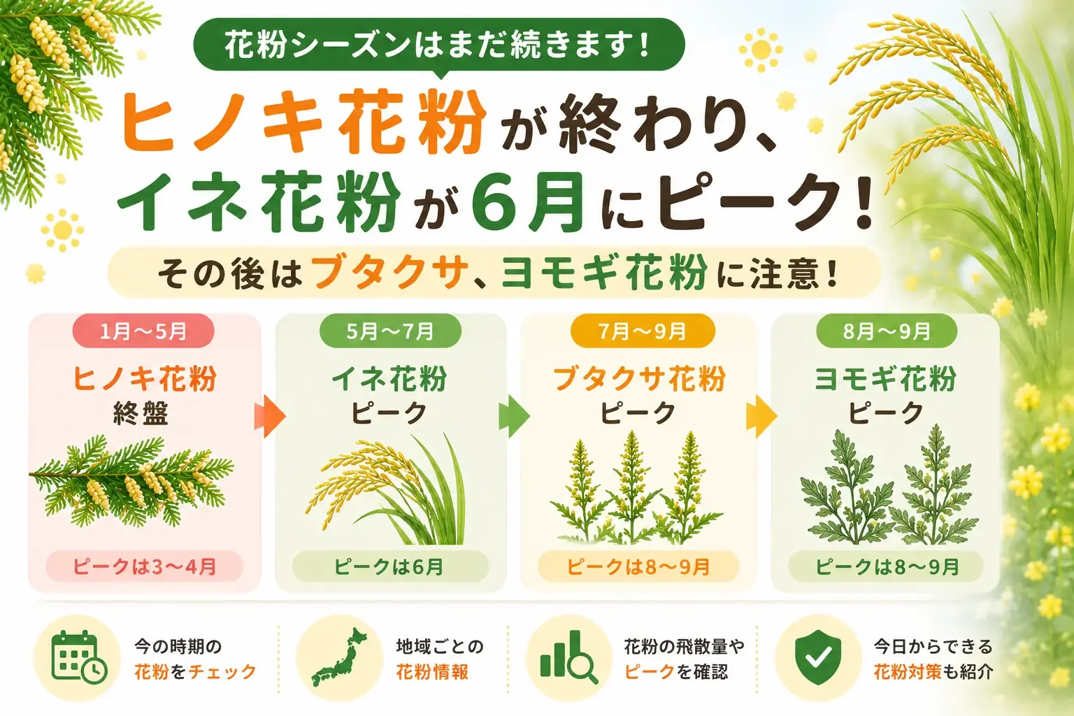 ヒノキ花粉はいつ終わる？6月はイネ花粉、その後はブタクサ・ヨモギにも注意