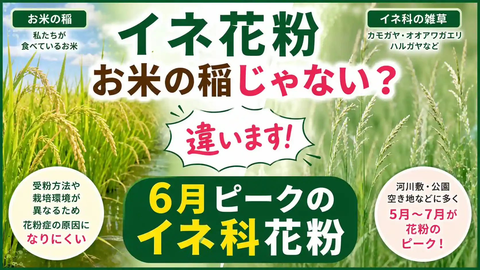 イネ花粉＝お米の稲じゃない？6月ピークのイネ科花粉を解説