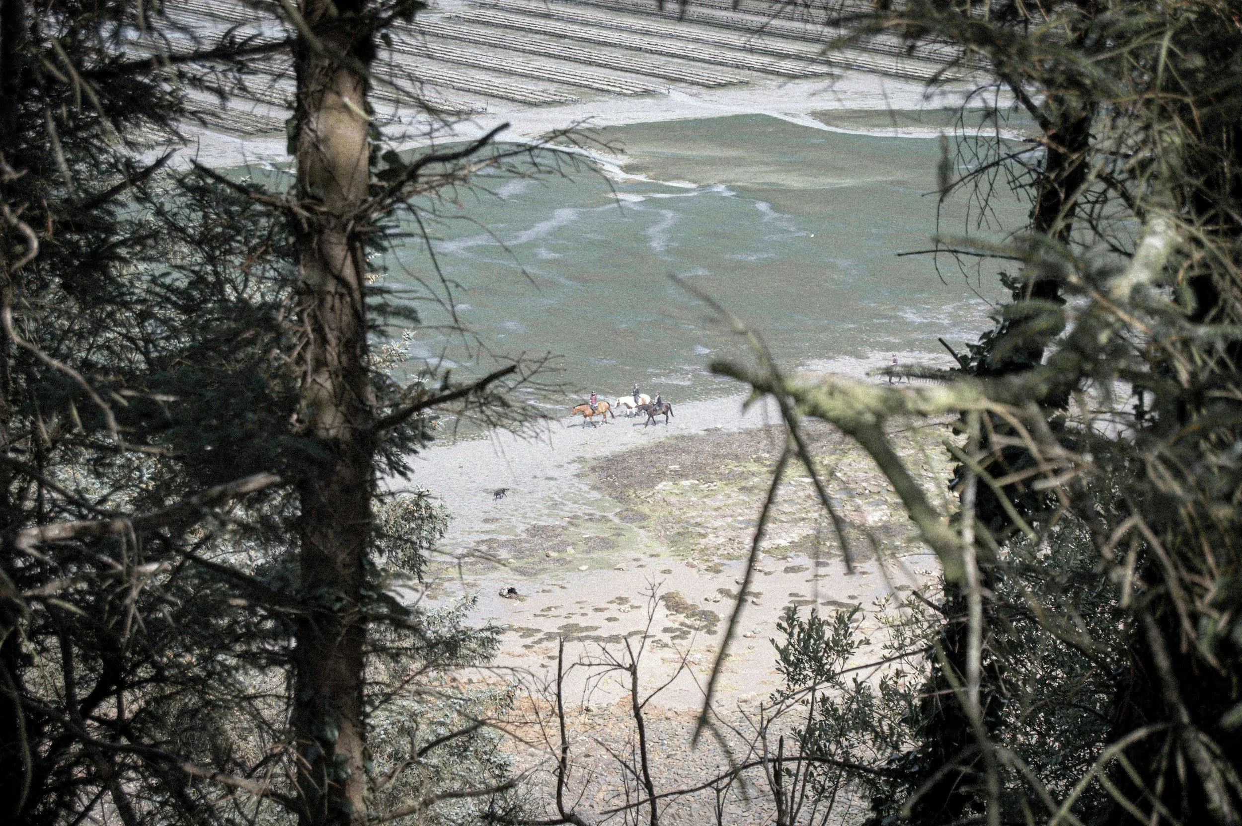 Équitation sur la plage vue à travers des branches d'arbres.