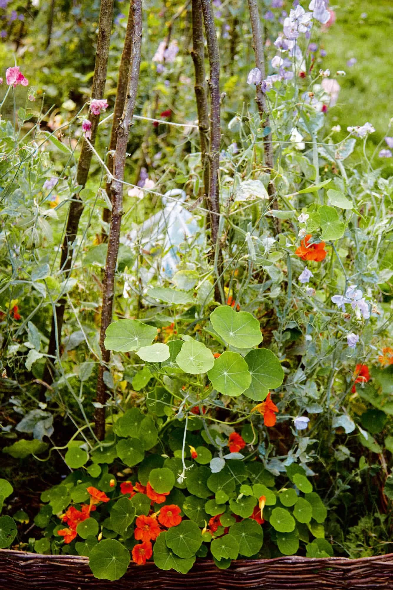 A lush garden scene with tall sticks and vibrant flowers, including nasturtiums with round green leaves and orange blossoms, and other colorful small flowers, all surrounded by green foliage.