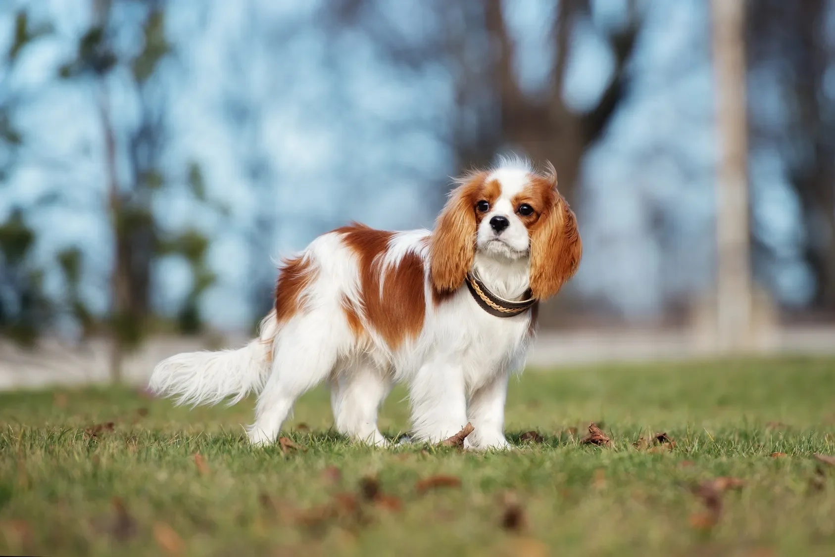 Uitgebreid rapport Cavalier King Charles Spaniel