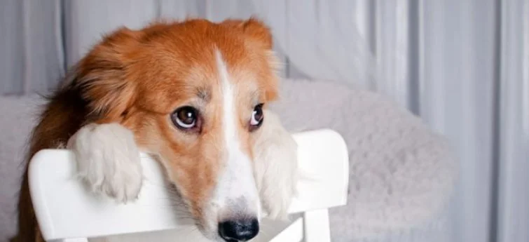 7 Veelgemaakte Fouten Bij Het Kiezen Van Een Hond (En Hoe Je Ze Voorkomt)
