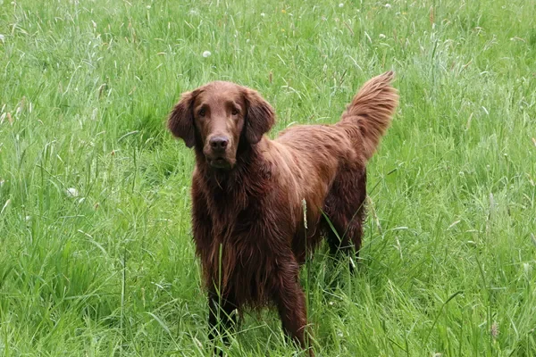 Uitgebreid rapport Flatcoated Retriever