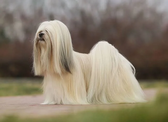 Uitgebreid rapport Lhasa Apso