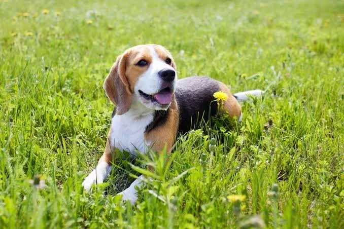 Uitgebreid rapport Beagle