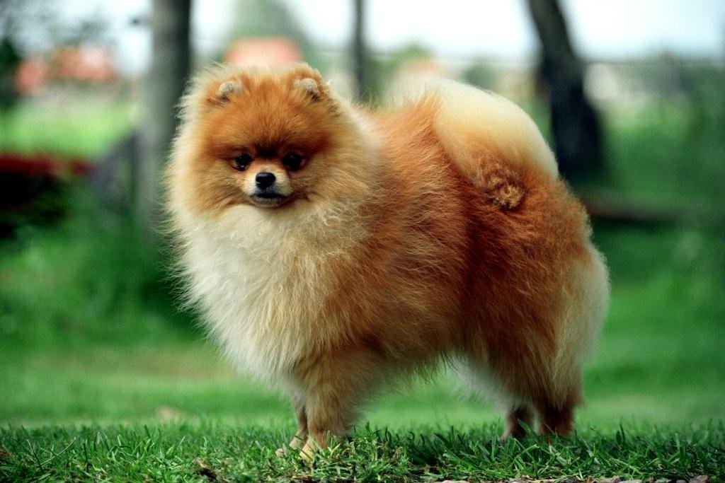 Uitgebreid rapport Pomeranian Dwergkees
