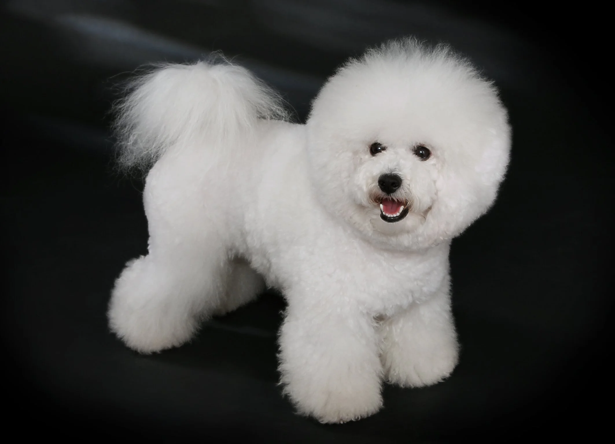 Uitgebreid rapport Bichon Frise