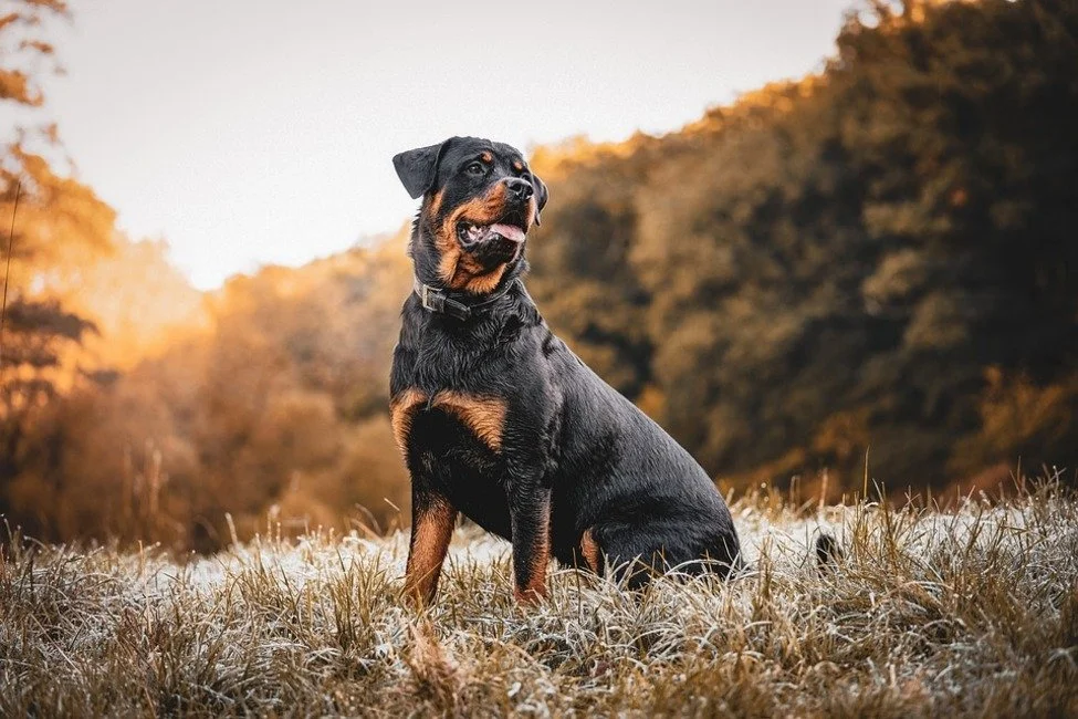 Een zwarte en tan Rottweiler hond zit in een grasveld met herfstbomen op de achtergrond, tijdens zonsondergang.