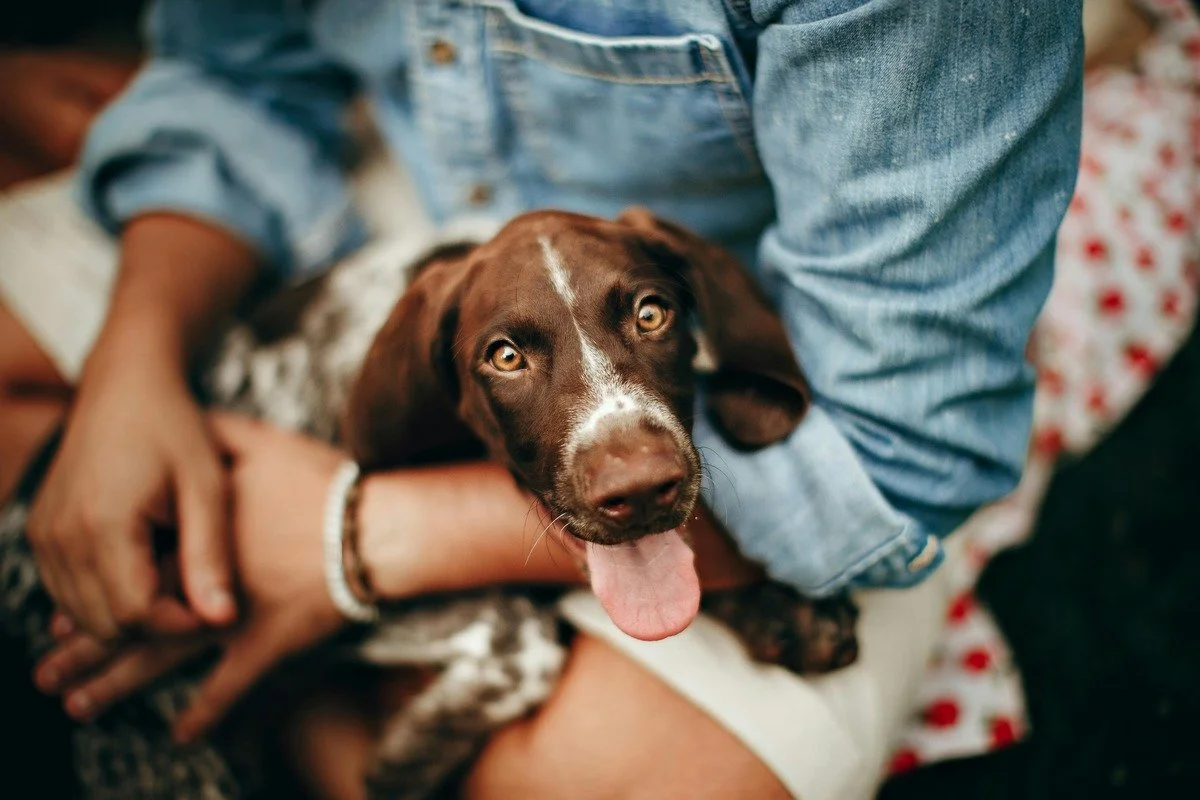 Een persoon houdt een jonge bruine en witte hond in de armen, de hond likt met zijn tong uit de mond en kijkt naar de camera.