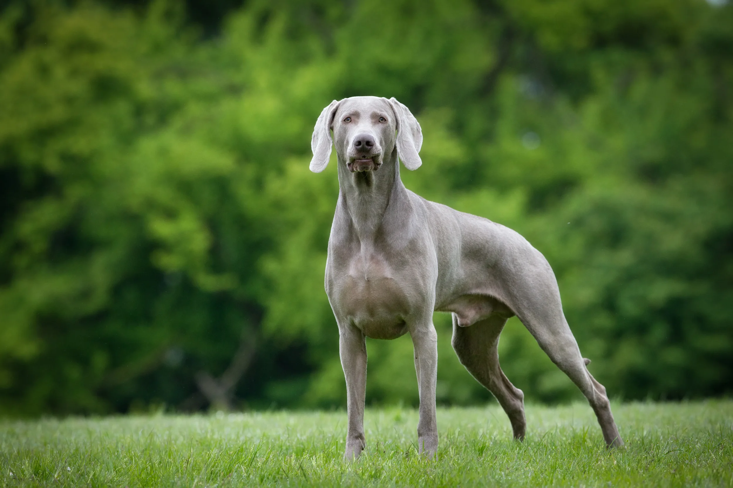 Uitgebreid rapport Weimaraner