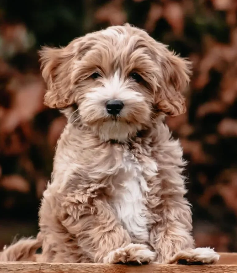 Uitgebreid rapport Australian Labradoodle