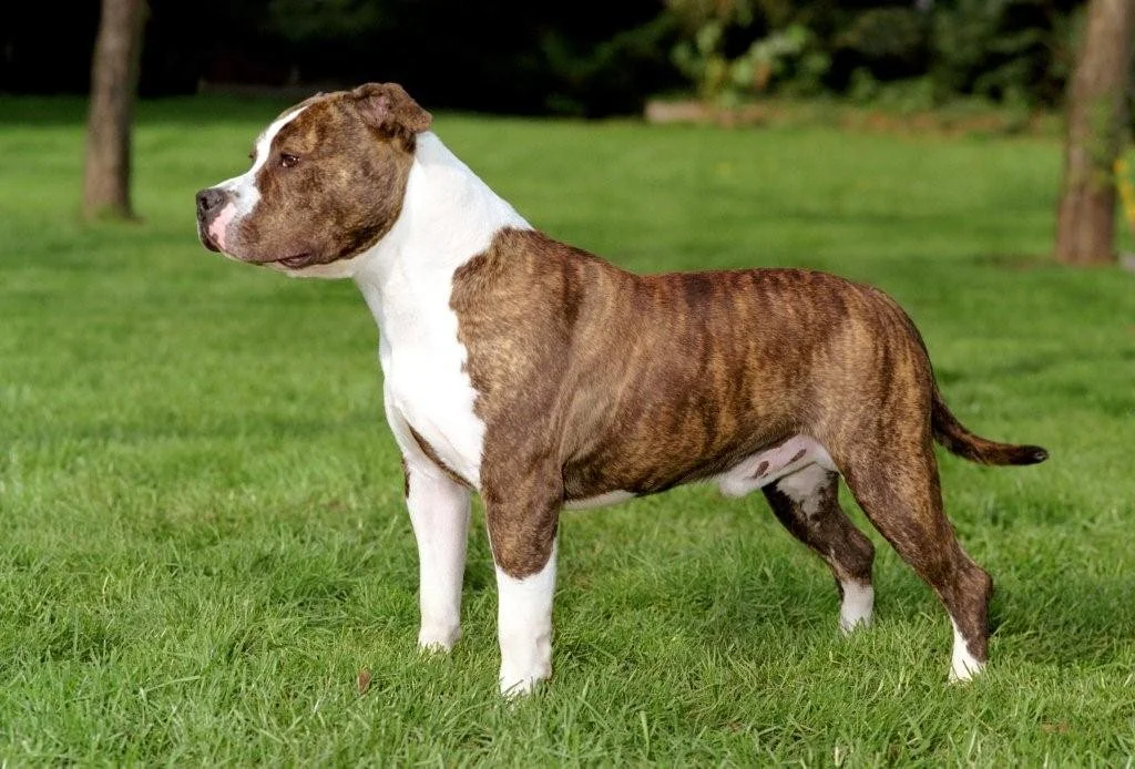 Uitgebreid rapport Amerikaanse Staffordshire Terrier