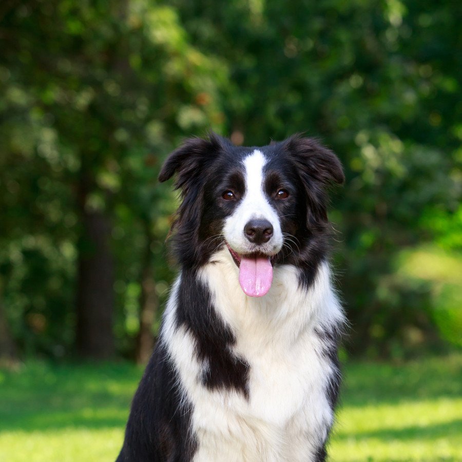 border-collie-2-900x900-crop-53-8-30-4.jpg