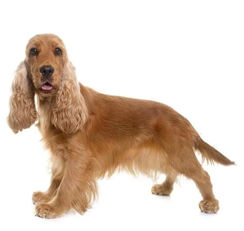 Uitgebreid rapport Cocker Spaniel