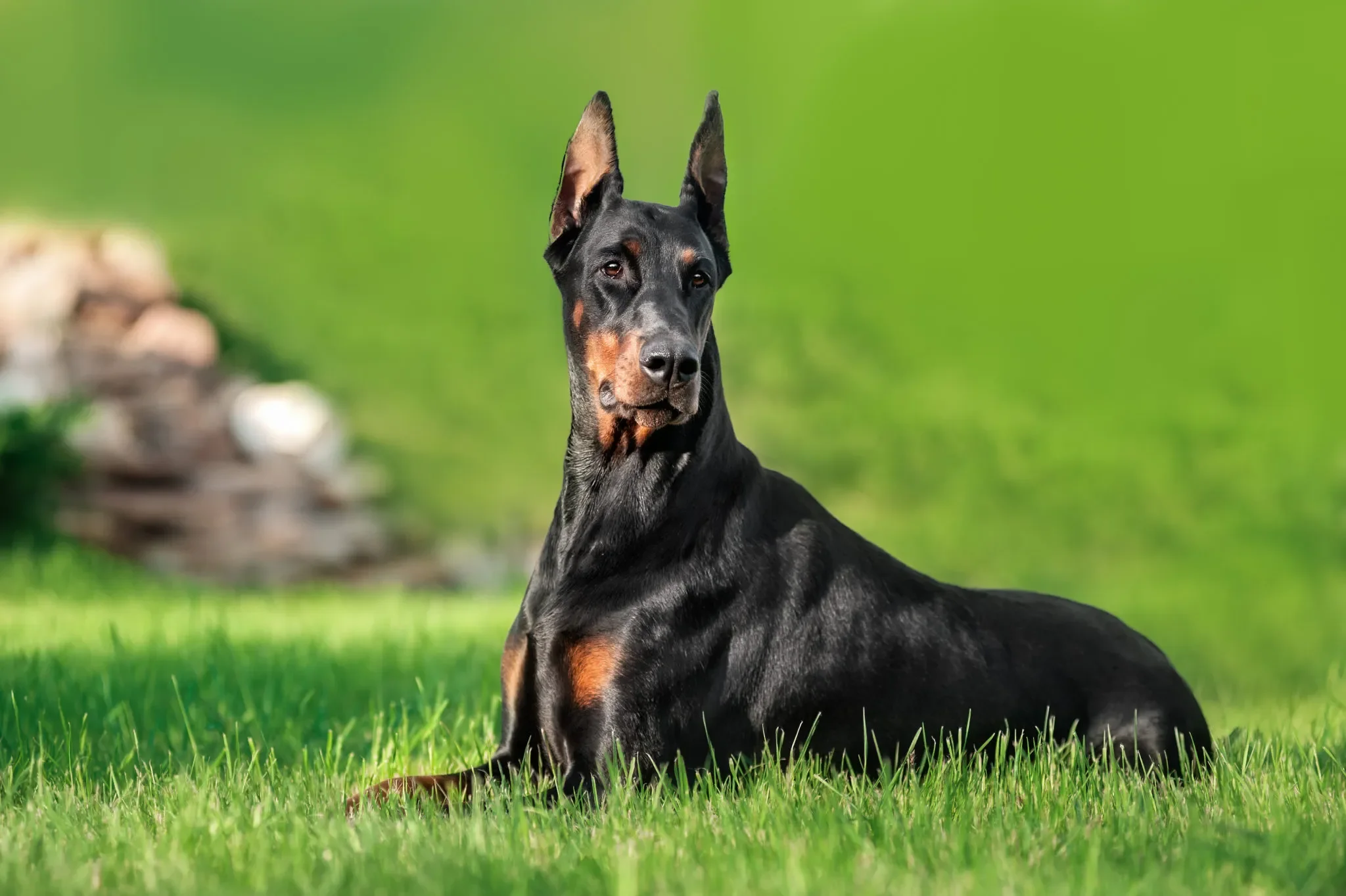 Uitgebreid rapport Dobermann