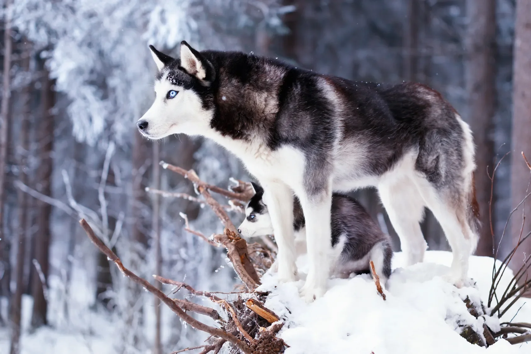 Uitgebreid rapport Husky