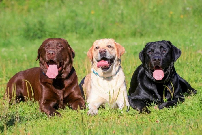 Labrador Retriever.jpg