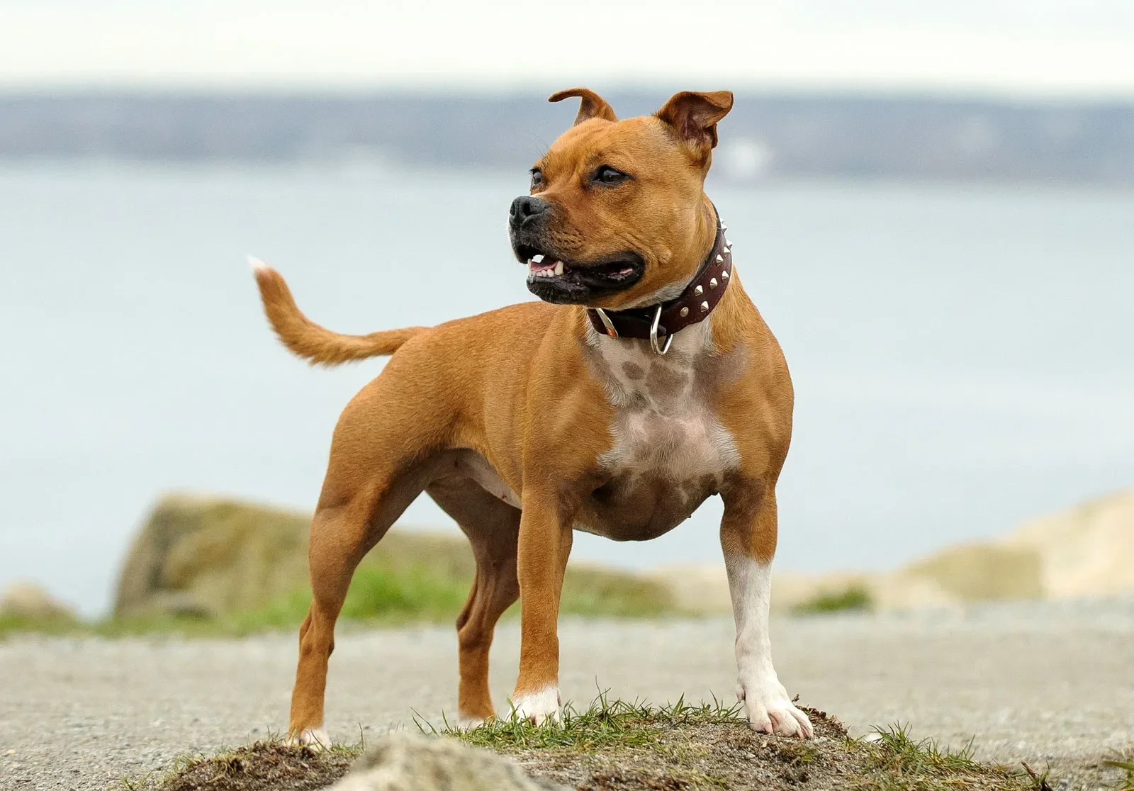 Uitgebreid rapport Staffordshire Bull Terrier