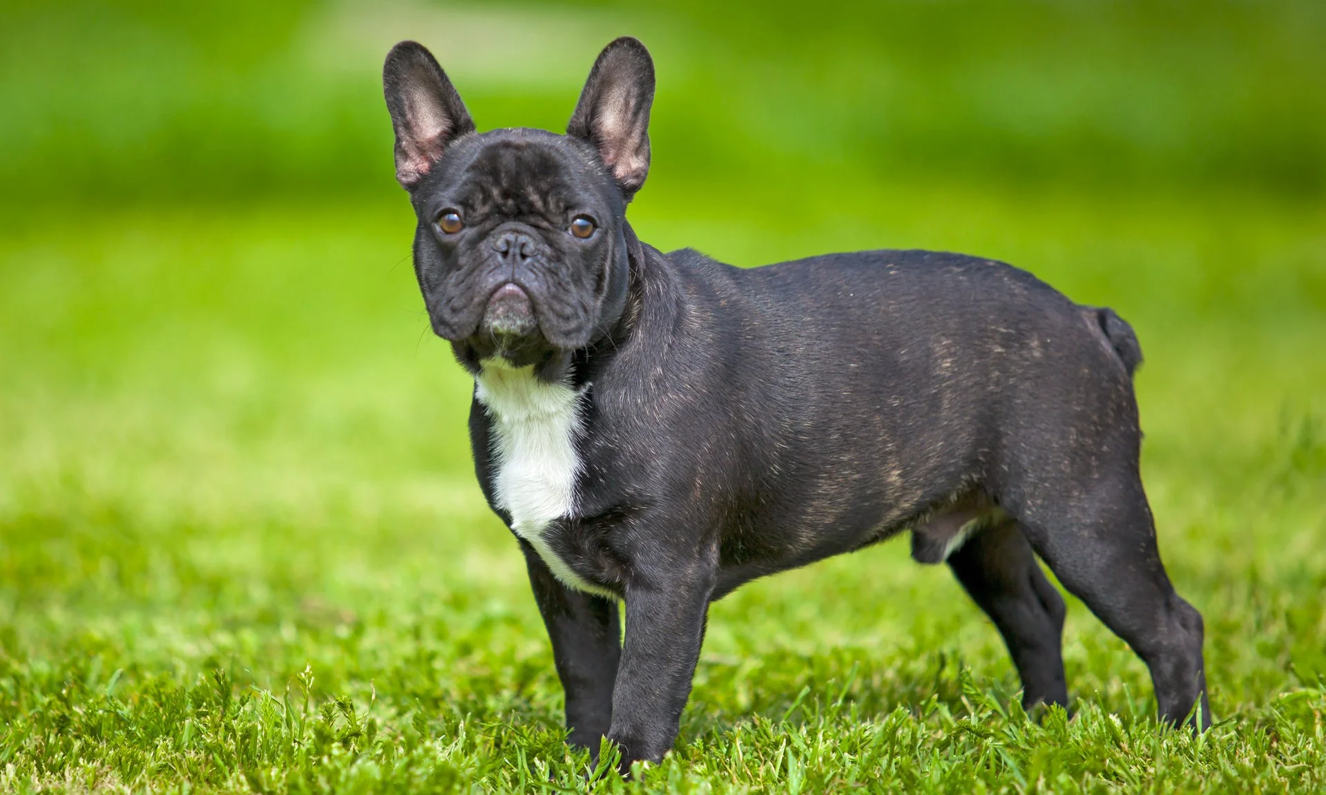 Uitgebreid rapport Franse Bulldog