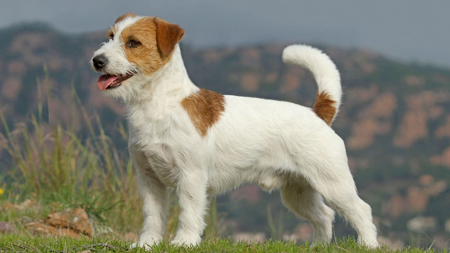 Uitgebreid rapport Jack Russell Terrier