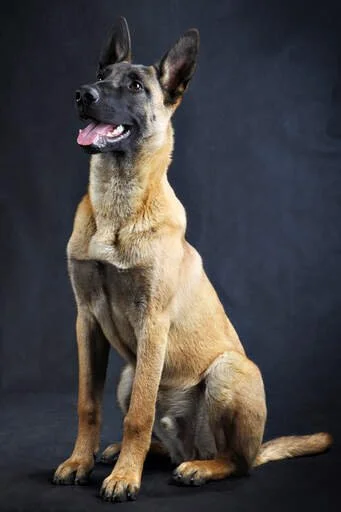 Uitgebreid rapport Belgische Herder (Malinois)