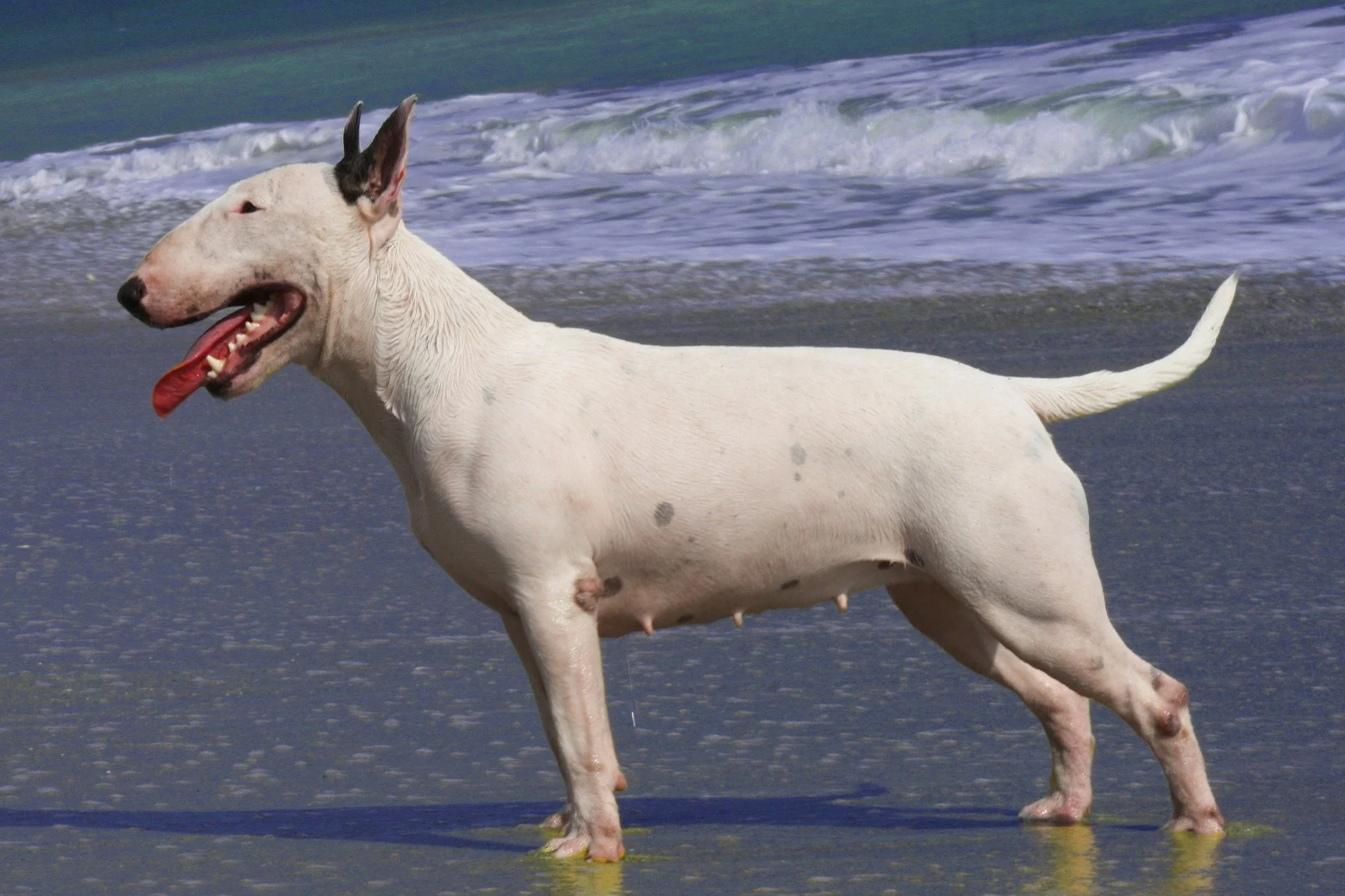 Uitgebreid rapport Bull Terrier