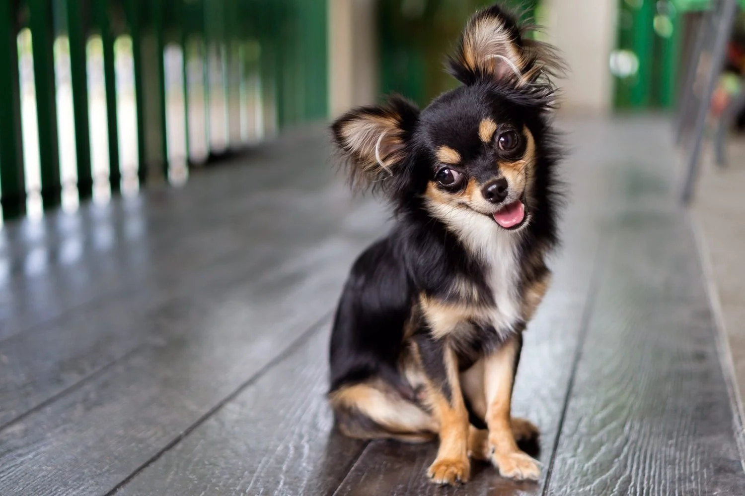 chihuahua-800489110-2000-dcbba2b3d8484ea38b35a6d9df9535ad.jpg