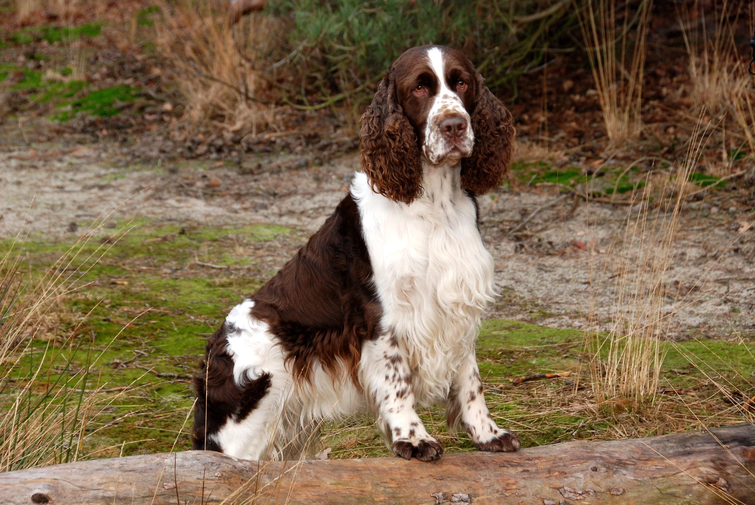 Uitgebreid rapport Engelse Springer Spaniel