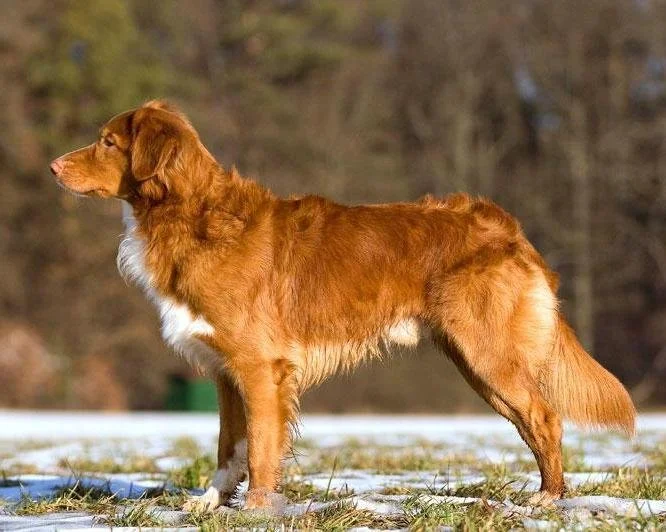 Uitgebreid rapport Nova Scotia Duck Tolling Retriever