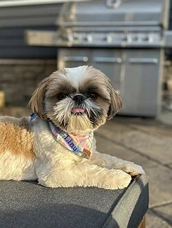 Uitgebreid rapport Shih Tzu