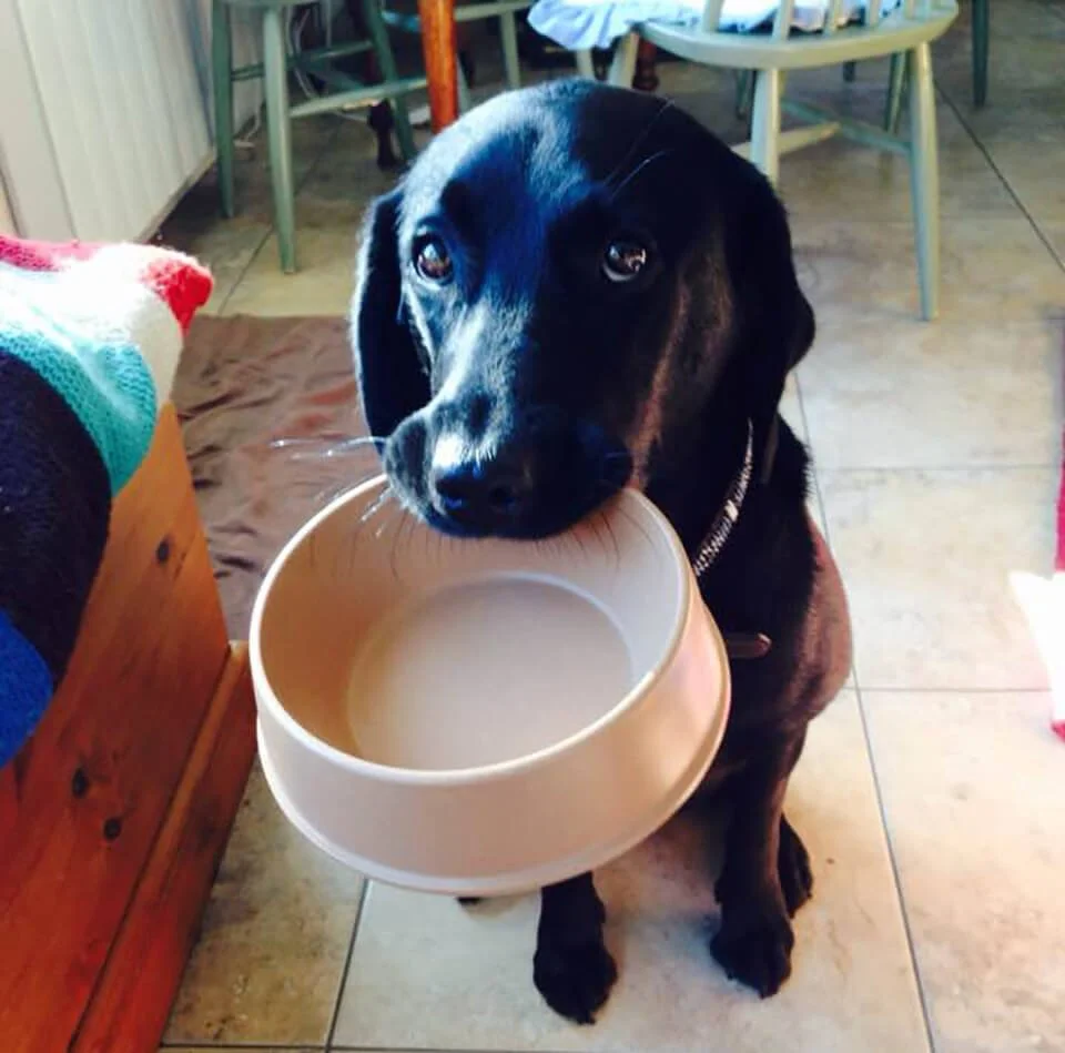 Eddie the black labradore holding a beige empty bowl in its mouth inside a house with tile floors and wooden furniture.