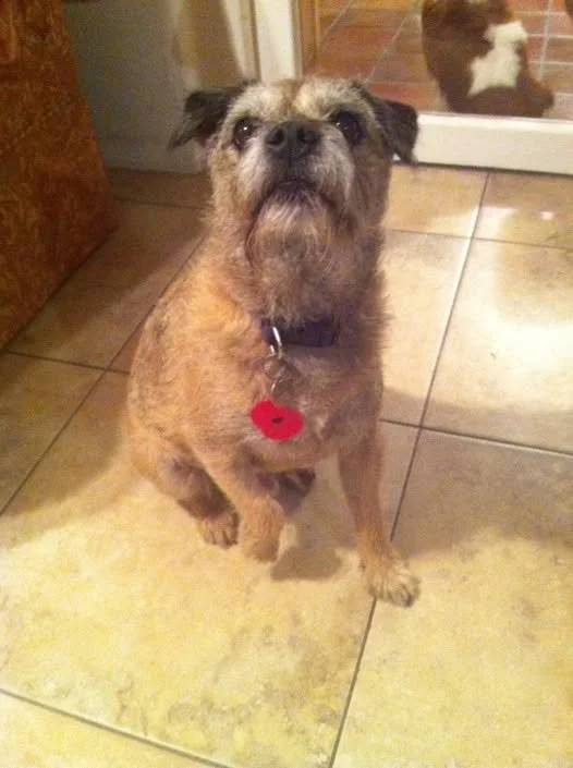 A small brown, black, and tan fur, wearing a poppy on his collar, against a terracotta tile floor."