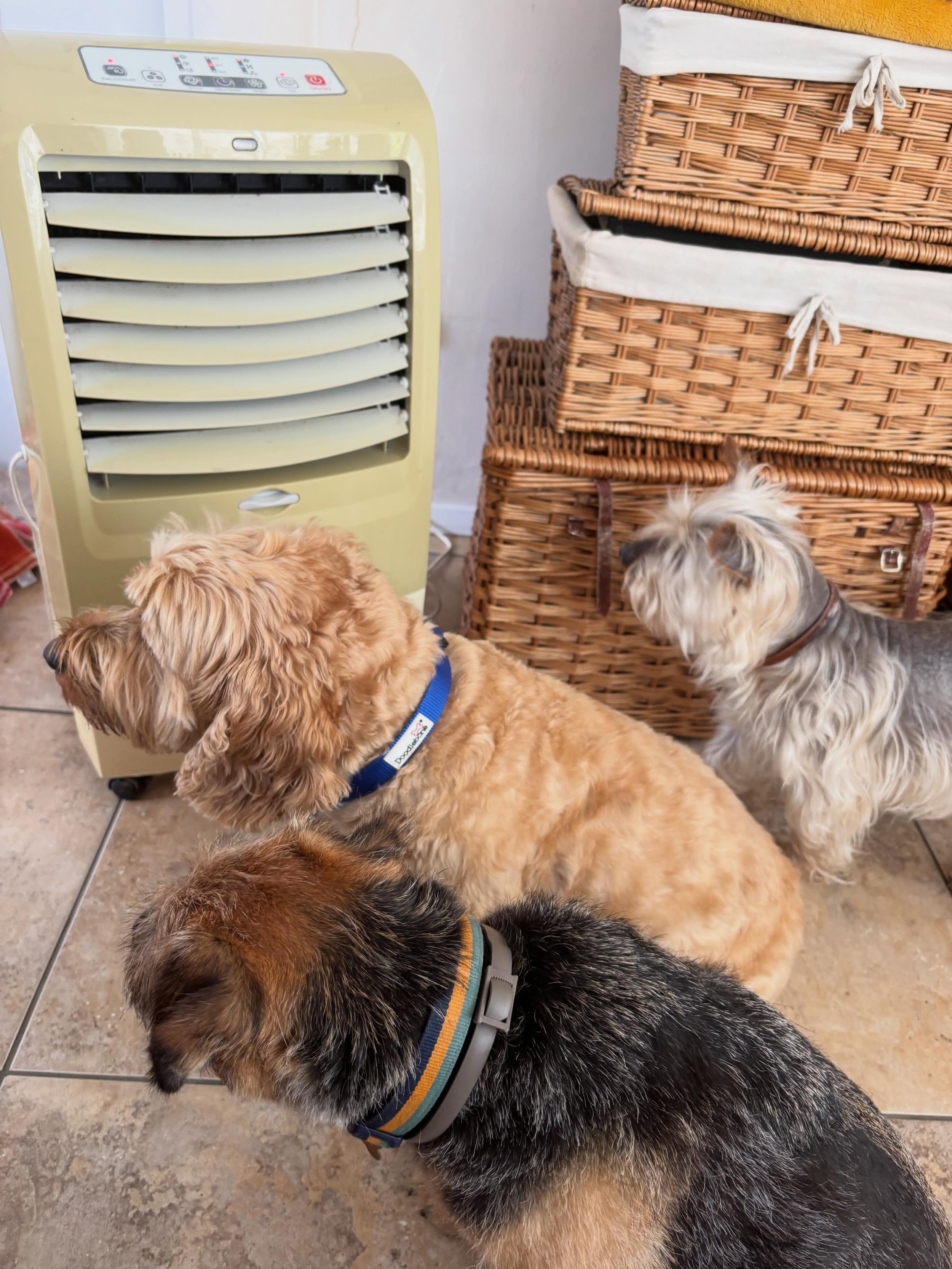 Yes we LOVE the aircon @pikes_paws ❤️ #cooldog #cooldogs #doggydaycare #homeboardingfordogs #suffolk