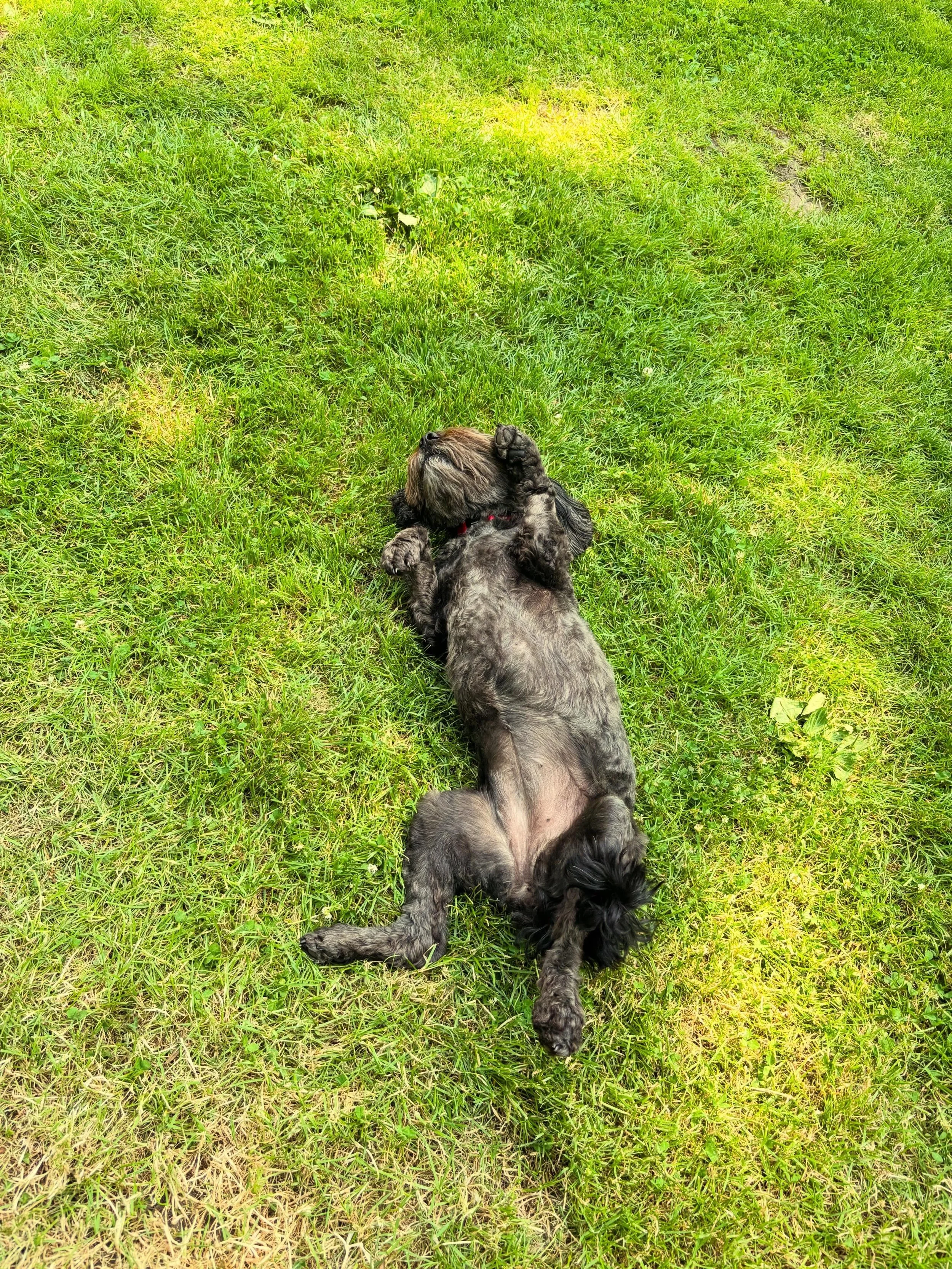 Oi, Garkon any chance of a drop more Ambre Solaire? Plus ca change! #demandingdog #sunbathing #doggydaycare #homeboardingfordogs