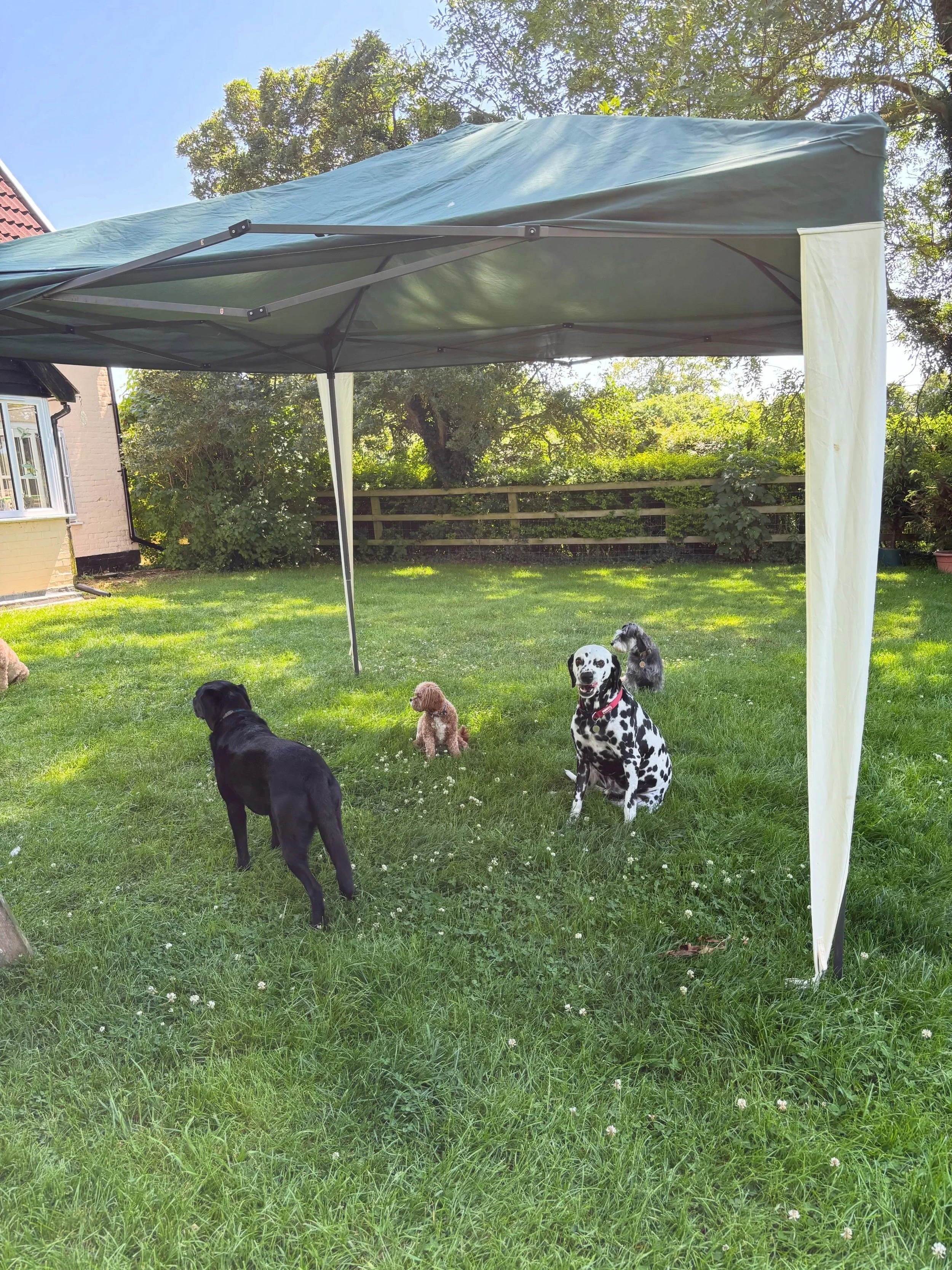 Sensible dogs stay in the shade! #maddogsandenglishmen #cooldogs #doggydaycare #suffolk