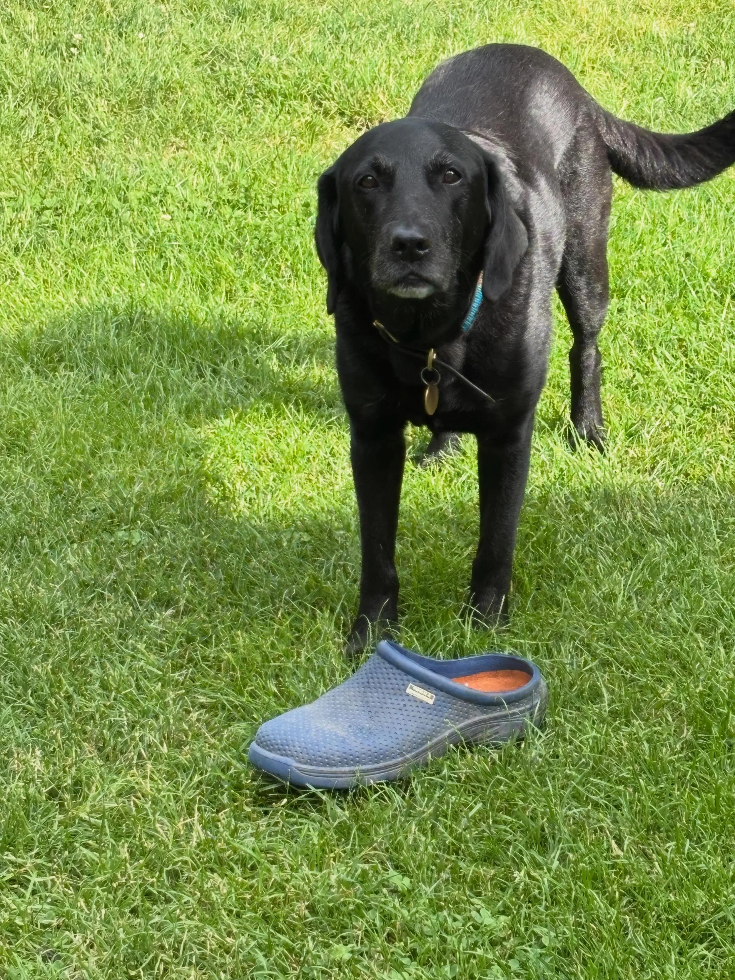 So there I was minding my own business and this shoe was following me! #shoetheif #retreiver #doggydaycare #homeboardingfordogs #suffolk