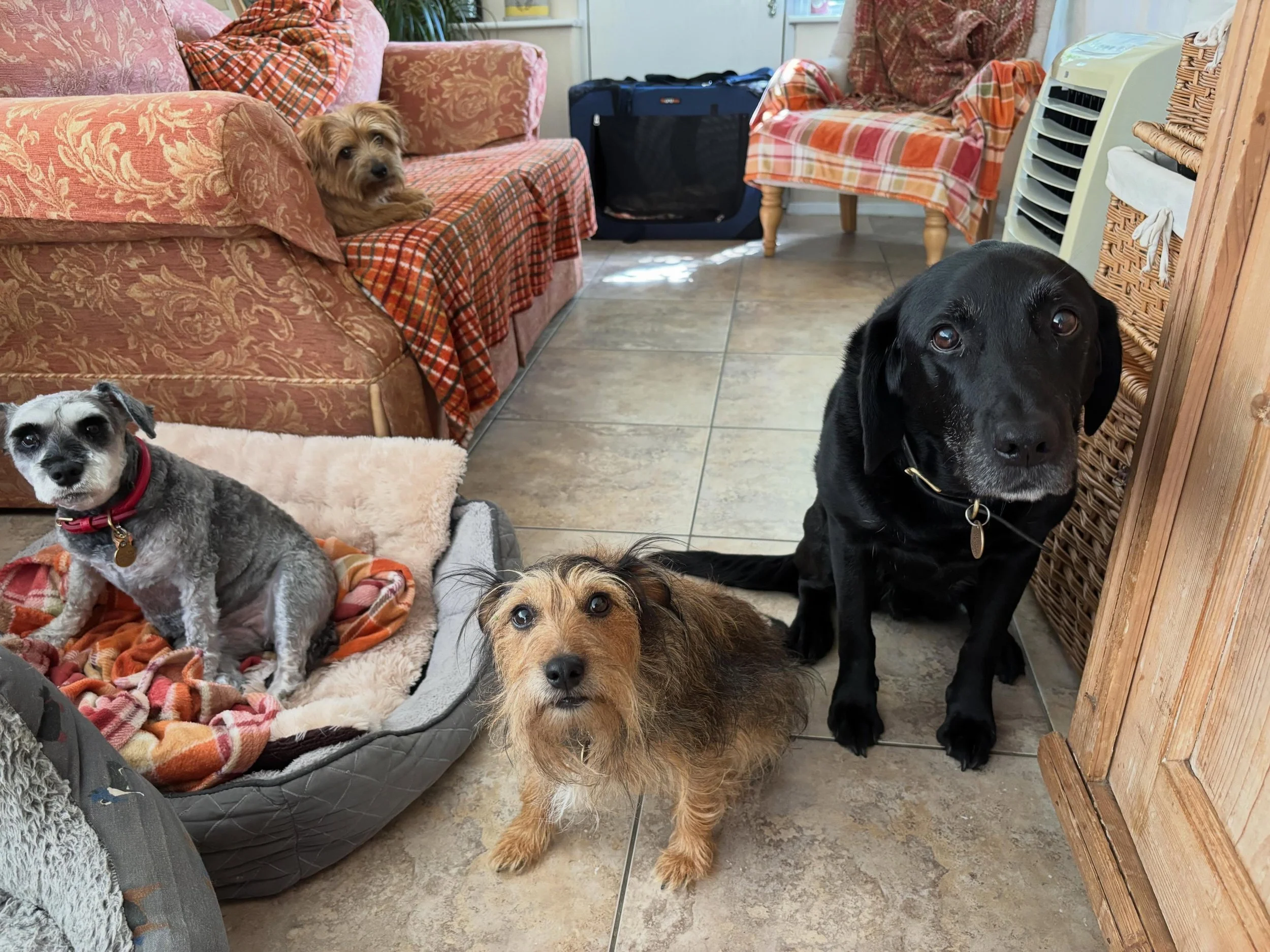 Not being experts in constitution law we are not sure what a Congo is, nor how democratic it is, but we are very pleased to have tea 15 minutes early! #afternoonkickoff #dogsdinner #homeboardingfordogs #doggydaycare #suffolk